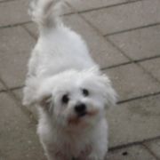 comment.user?.profileImg