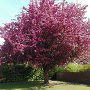 comment.user?.profileImg