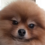 comment.user?.profileImg