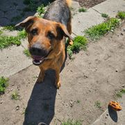 Opgaveejer for løst opgaver online