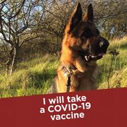 comment.user?.profileImg