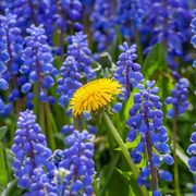 comment.user?.profileImg