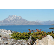 comment.user?.profileImg