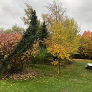 comment.user?.profileImg