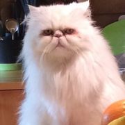 comment.user?.profileImg