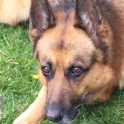 comment.user?.profileImg