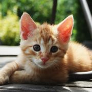 comment.user?.profileImg