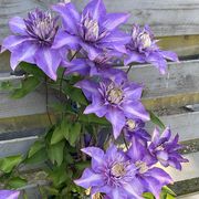 comment.user?.profileImg