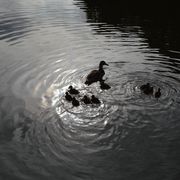 comment.user?.profileImg