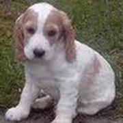 comment.user?.profileImg