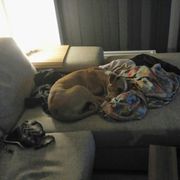 comment.user?.profileImg