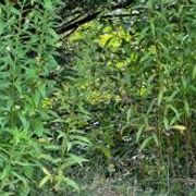 comment.user?.profileImg