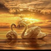 comment.user?.profileImg