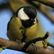 comment.user?.profileImg