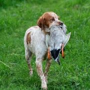 comment.user?.profileImg