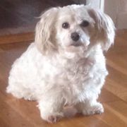 comment.user?.profileImg