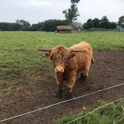 comment.user?.profileImg