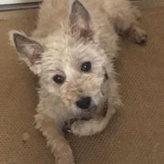 comment.user?.profileImg