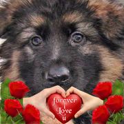 comment.user?.profileImg