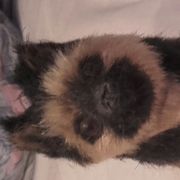 Opgaveejer for løst opgaver online