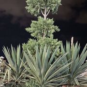 Opgaveejer for løst opgaver online