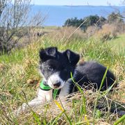 comment.user?.profileImg