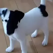 Opgaveejer for løst opgaver online