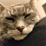 Opgaveejer for løst opgaver online