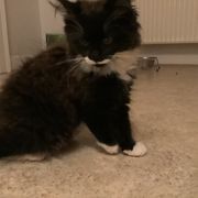 comment.user?.profileImg