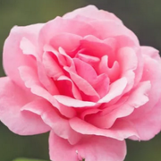 comment.user?.profileImg