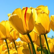 comment.user?.profileImg