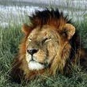 comment.user?.profileImg