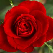 comment.user?.profileImg