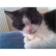 comment.user?.profileImg