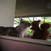 comment.user?.profileImg