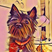 comment.user?.profileImg