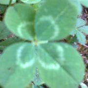 comment.user?.profileImg