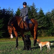 comment.user?.profileImg