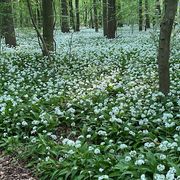 comment.user?.profileImg