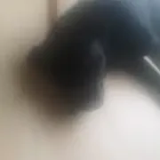 Opgaveejer for løst opgaver online