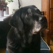 comment.user?.profileImg