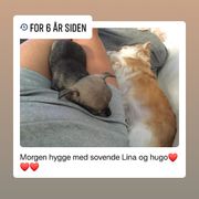 Opgaveejer for løst opgaver online