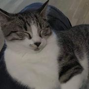 comment.user?.profileImg