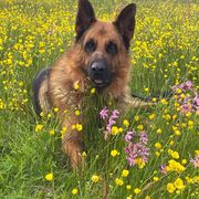 comment.user?.profileImg