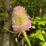 comment.user?.profileImg