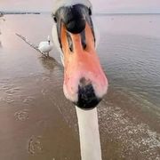 comment.user?.profileImg