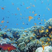 comment.user?.profileImg