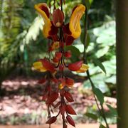 comment.user?.profileImg