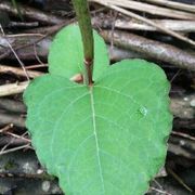 comment.user?.profileImg