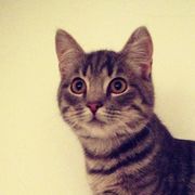 comment.user?.profileImg